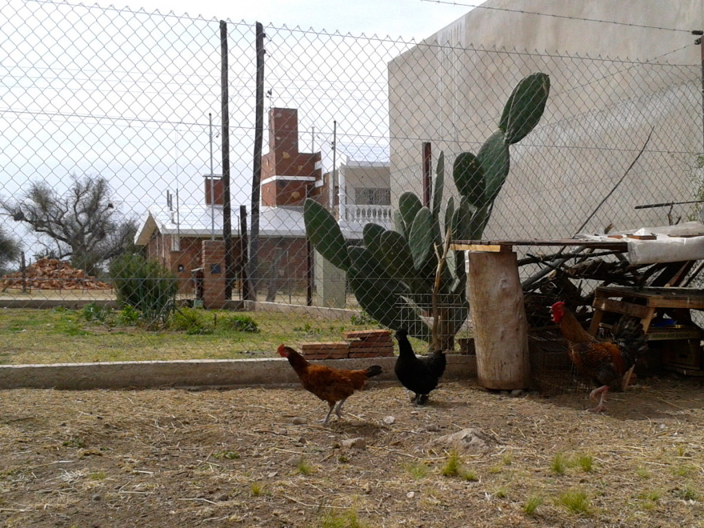 Gallinas ponedoras (y uno de los gallos del corral).