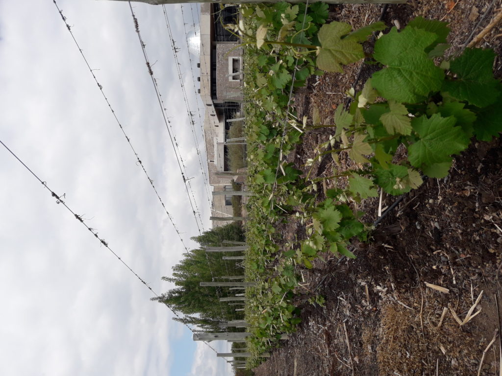 Viñedo Zuccardi Piedra Infinita