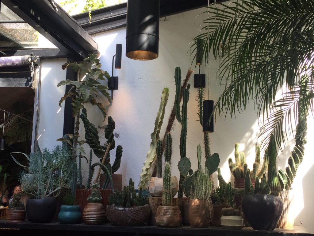 Cactus en el patio de Sacro, un restaurante vegetariano en Palermo - Buenos Aires